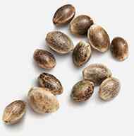 https://i0.wp.com/fidelsclothings.com/wp-content/uploads/2019/02/marijuana_seeds.jpg?fit=190%2C192&ssl=1