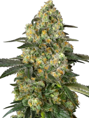 https://i0.wp.com/fidelsclothings.com/wp-content/uploads/2025/03/0001197_big-berry-bliss-feminized-seeds_415.webp?resize=300%2C400&ssl=1